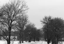 Aruküla mõisa allee kastanid on haiged