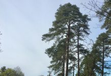 Kuusalu valla alevikud sama ilusaks kui Maardu