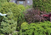 Kehra tänavust kaunimat koduaeda kujundavad kolm õde