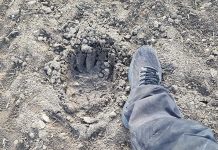 Karud liiguvad ka Kehras