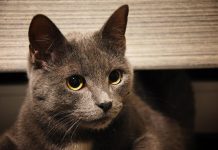 Loomade steriliseerimine Raasiku vallas