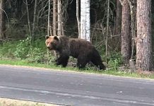 Harjus võib küttida 5 karu
