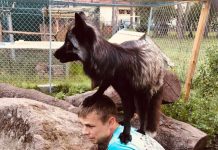 Aruküla linnupark: palju linde, lambad, hübriidkassid ja rebased