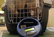 Märtsis saab Raasiku vallas lemmikloomi soodsalt steriliseerida ja kastreerida