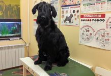 Loomad vajavad abi ka kriisi ajal