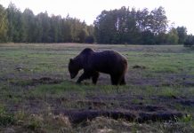 Kuusalu koolipoiss nägi jalakäijate tunneli lähedal karu
