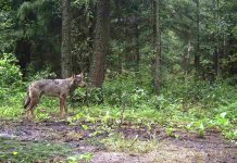 Kuusalu ja ka Anija vallas murrab hundikari kodude juures koeri