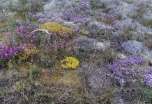 Mohni saarel hakatakse keskkonnaameti tellimusel mände ja kadakaid maha võtma