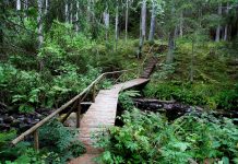 RMK Metsaviktoriinis on küsimused Lahemaast