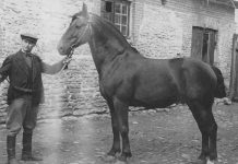 Hobusetallist katlamajaks, katlamajast turuplatsiks