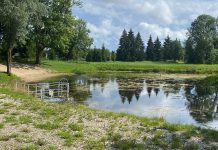 Alavere tiik on taas vetikaid täis