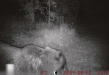 Karu lõhkus Muuksi külas õunapuid ja murdis lambaid