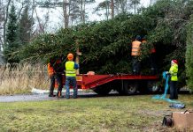 Tallinna Raekoja platsi jõulukuusk leiti Kuusalu vallast Väljajüri teelt