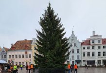Mustjõe küla taluõues kasvanud kuusest sai pealinna jõulupuu