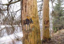 Kehra salapärane metsakunstnik on puutüvedele maalinud 70 linnu- ja loomapilti