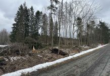 Kehra Lõhmuse tänava äärsed puud raiuti elanike soovil