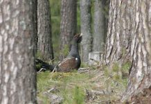 Metsise elupaikade taastamistööd Anija vallas