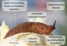 Hispaania teetigude kogumine Kuusalus