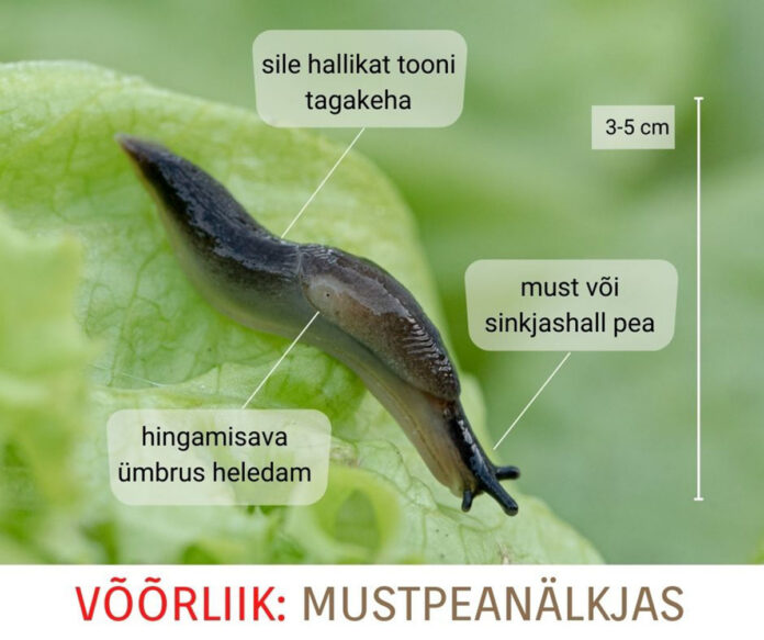 35 Mustpeanälkjas